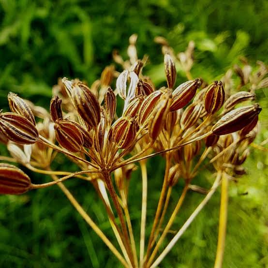 زیره سبز ایرانی با عطر تازه و رنگ طبیعی انتخاب مطمئن برای خریداران عمده